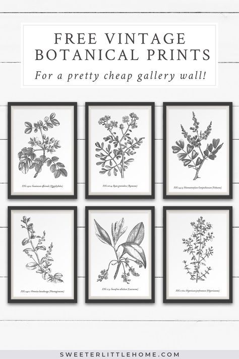 Free vintage botanical prints wall art