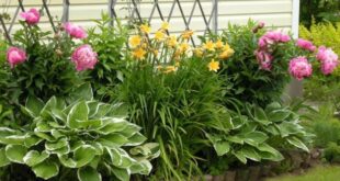 33 Beautiful Flower Beds Adding Bright Centerpieces to Yard .