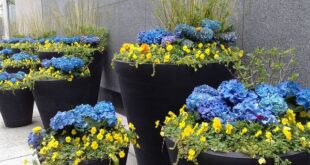 Large Flower Pot Ideas | Recent Photos The Commons Getty .