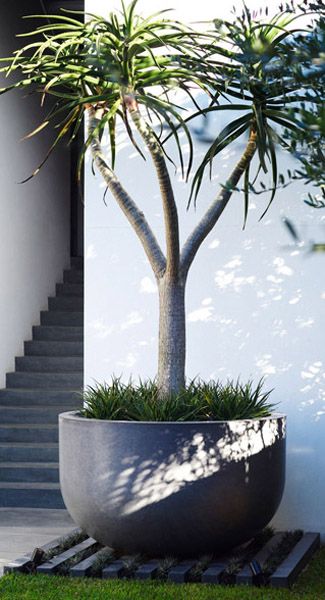 Creative Ideas for Styling Large Planters
  in Your Garden