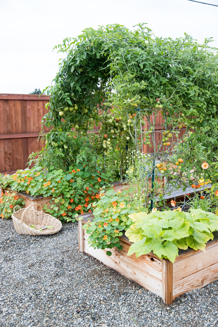 Tips for Creating a Productive Raised Bed
  Garden