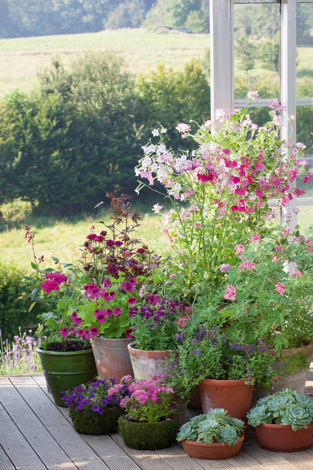 The Ultimate Guide to Container Gardening
for Beginners