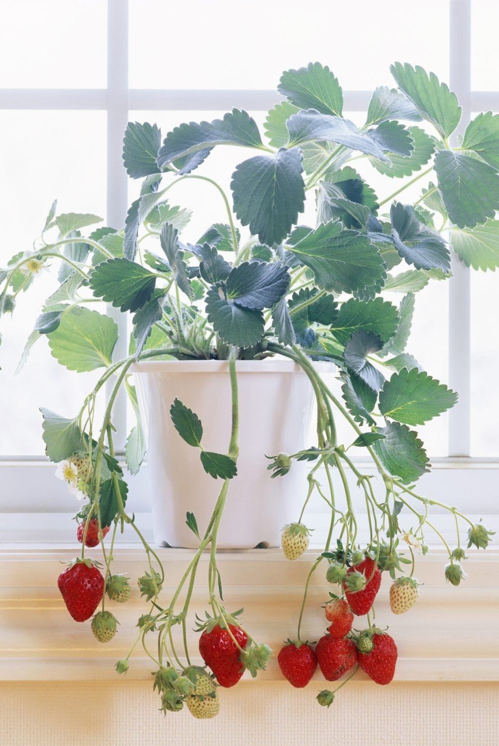 The Ultimate Guide to Growing Herbs
Indoors