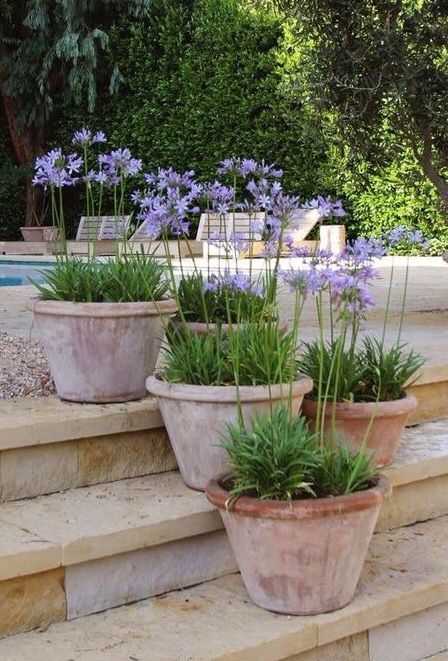 Choosing the Best Garden Pots for Your
  Plants