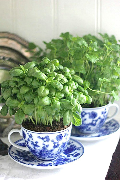 Harnessing the Power of Indoor Herb
  Gardens