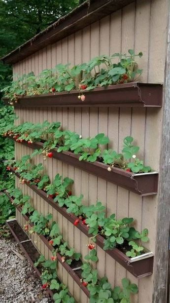 Creating a Paradise: The Benefits of
  Raised Garden Beds